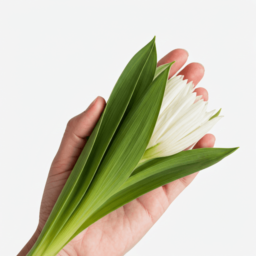 Ecuadorian Gerberas