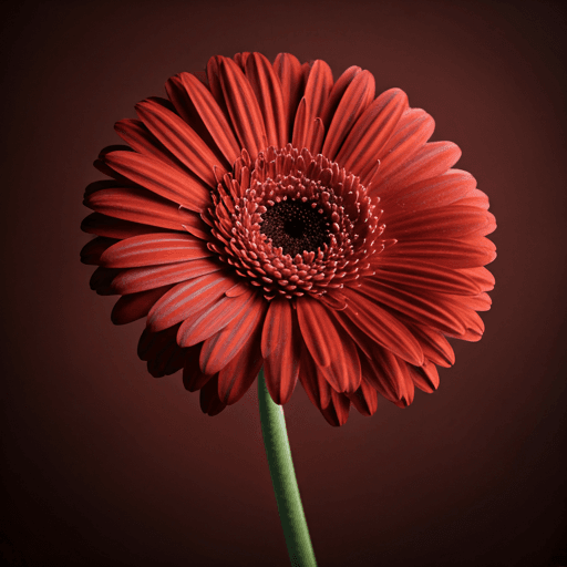 Velvet Magenta