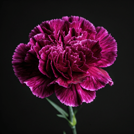 Regal Purple