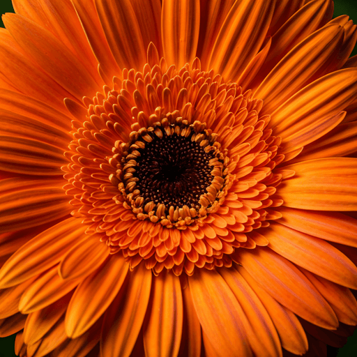 Saffron Solstice