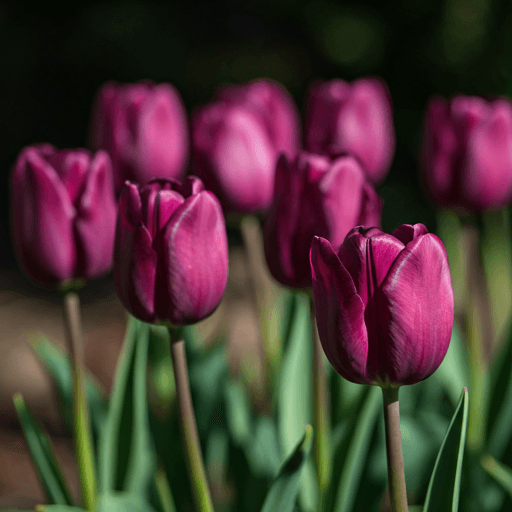 Triumph Tulips