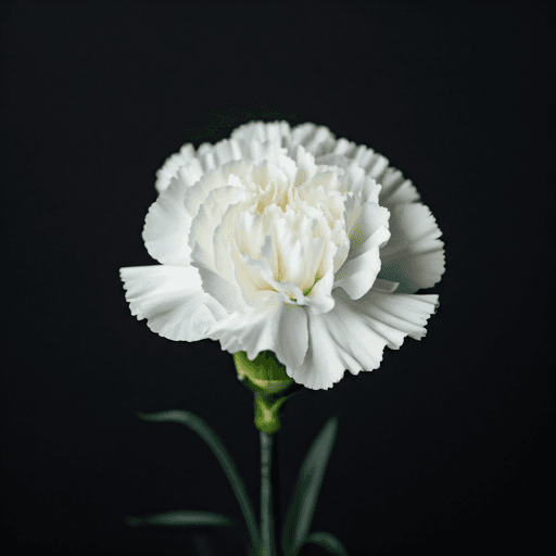 Purest White
